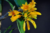 Dendrobium topaziacum (bullenianum) – Rare Species – Flowering Throughout the Year! - Orchid Design