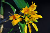 Dendrobium topaziacum (bullenianum) – Rare Species – Flowering Throughout the Year! - Orchid Design