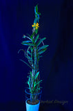 Dendrobium topaziacum (bullenianum) – Rare Species – Flowering Throughout the Year! - Orchid Design