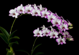 Dendrobium Enobi Purple 'Splash' AM/AOS - Orchid Design