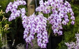 Dendrobium Enobi Purple 'Splash' AM/AOS - Orchid Design