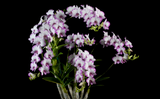Dendrobium Enobi Purple 'Splash' AM/AOS - Orchid Design