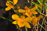 Dendrobium hancockii – Honey Fragrance! - Orchid Design