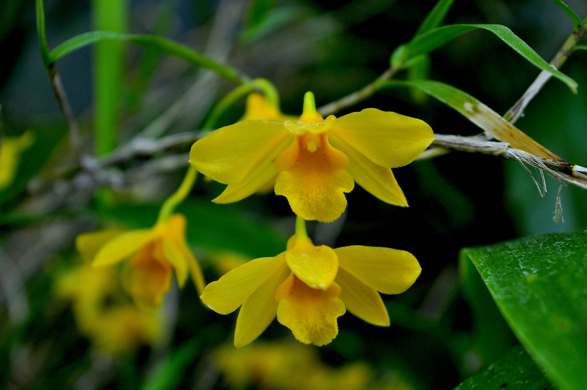 Den.hancockii_1200x1200.jpg?v=