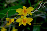 Dendrobium hancockii – Honey Fragrance! - Orchid Design
