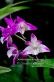 Dendrobium kingianum Species Fragrant