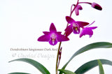 Fragrant Dendrobium kingianum Dark Red - Orchid Design