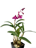 Fragrant Dendrobium kingianum Dark Red - Orchid Design