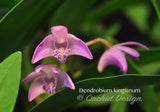 Dendrobium kingianum Species Fragrant