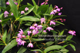 Dendrobium kingianum Species Fragrant