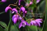 Dendrobium kingianum Species Fragrant