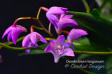 Dendrobium kingianum Species Fragrant