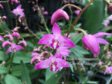 Dendrobium kingianum Species Fragrant