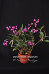 Dendrobium kingianum Species Fragrant