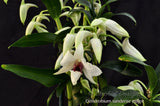 Beautiful & Rare Dendrobium sanderae var. major - Orchid Design