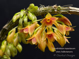 Dendrobium topaziacum (bullenianum) – Rare Species – Flowering Throughout the Year! - Orchid Design