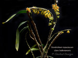 Dendrobium topaziacum (bullenianum) – Rare Species – Flowering Throughout the Year! - Orchid Design