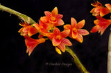 Dendrobium topaziacum (bullenianum) – Rare Species – Flowering Throughout the Year! - Orchid Design
