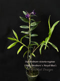 Dendrobium victoria-reginae ('Blues Brothers' x 'Royal Blue') – Dark Blue - Orchid Design
