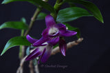 Dendrobium victoria-reginae ('Blues Brothers' x 'Royal Blue') – Dark Blue - Orchid Design