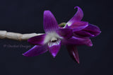 Dendrobium victoria-reginae ('Blues Brothers' x 'Royal Blue') – Dark Blue - Orchid Design