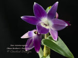 Dendrobium victoria-reginae ('Blues Brothers' x 'Royal Blue') – Dark Blue - Orchid Design