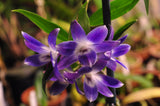 Dendrobium victoria-reginae ('Blues Brothers' x 'Royal Blue') – Dark Blue - Orchid Design