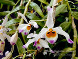 Dendrobium wardianum – Species – Caramel Fragrance - Orchid Design