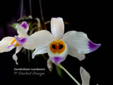 Dendrobium wardianum – Species – Caramel Fragrance - Orchid Design