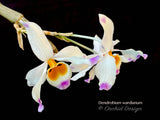 Dendrobium wardianum – Species – Caramel Fragrance - Orchid Design