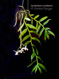Dendrobium wardianum – Species – Caramel Fragrance - Orchid Design