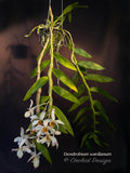 Dendrobium wardianum – Species – Caramel Fragrance - Orchid Design