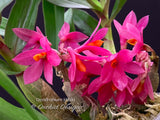 Dendrobium Hibiki - Vibrant, long lasting!