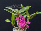Dendrobium Hibiki - Vibrant, long lasting!
