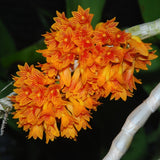 Dendrobium topaziacum (bullenianum) – Rare Species – Flowering Throughout the Year! - Orchid Design
