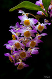 Dendrobium amabile – Species - Orchid Design