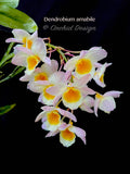 Dendrobium amabile Pink – Mounted - Orchid Design