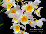 Dendrobium amabile Pink – Mounted - Orchid Design