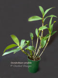 Dendrobium amabile – Species - Orchid Design