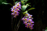 Dendrobium amabile – Species - Orchid Design