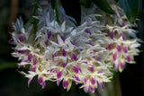 Dendrobium amethystoglossum – Species - Orchid Design