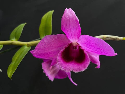 Dendrobium anosmum 4N–Fragrant