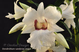 Beautiful & Rare Dendrobium sanderae var. major - Orchid Design