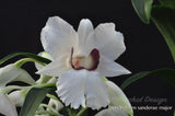 Beautiful & Rare Dendrobium sanderae var. major - Orchid Design
