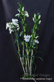 Beautiful & Rare Dendrobium sanderae var. major - Orchid Design