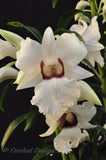 Beautiful & Rare Dendrobium sanderae var. major - Orchid Design