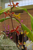 Dimorphorchis lowii – A very rare fragrant species - Orchid Design