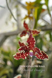 Dimorphorchis lowii – A very rare fragrant species - Orchid Design