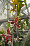 Dimorphorchis lowii – A very rare fragrant species - Orchid Design