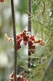 Dimorphorchis lowii – A very rare fragrant species - Orchid Design